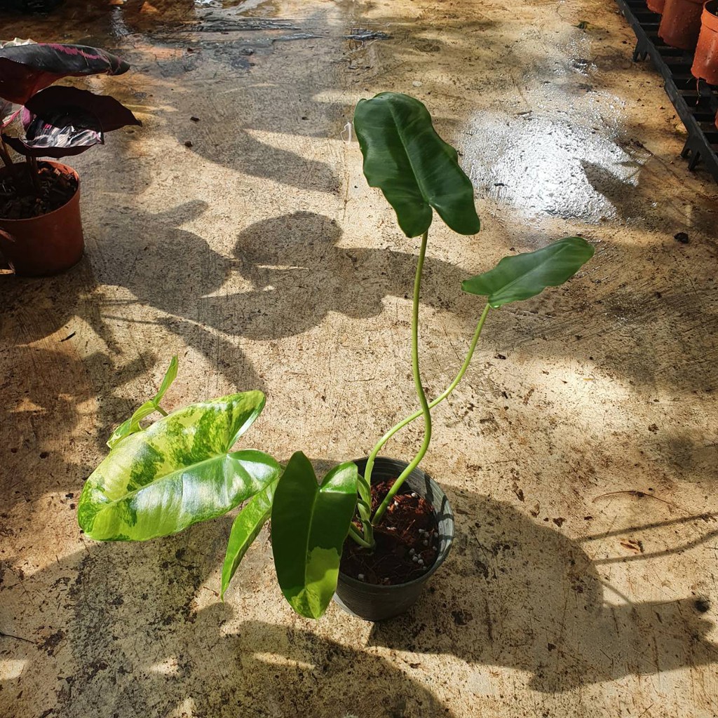 มุมมอง 2