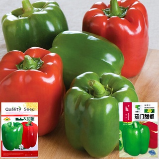 เมล็ดพริกหวานยักษ์ 350+เมล็ด    Bell Pepper    สายพันธุ์ OP