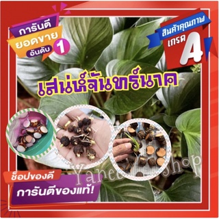 💥สินค้าขายดีติดอันดับ💥ข้อตาเสน่ห์จันทร์นาค #แบบหน่อตัดใบ# ไม้มงคลเสริมโชคลาภ ไม้มาแรง ไม้กระแส (โปรพิเศษ 3ชิ้น/แพ็ค)