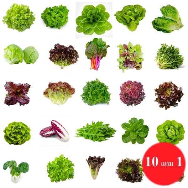 ผักสลัด📌10แถม1!!🎯ถูกที่สุด 10 บ.🎯ชุดเมล็ดพันธุ์ผักสลัด 5-200 เมล็ด 10บาท 📌งอกดี🌱มีคู่มือการปลูก
