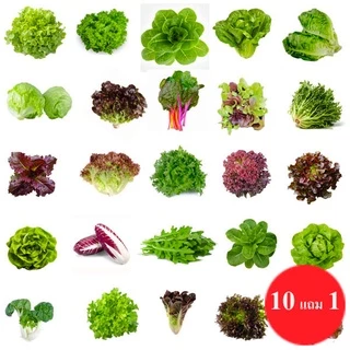 ผักสลัด📌10แถม1!!🎯ถูกที่สุด 10 บ.🎯ชุดเมล็ดพันธุ์ผักสลัด 5-200 เมล็ด 10บาท 📌งอกดี🌱มีคู่มือการปลูก