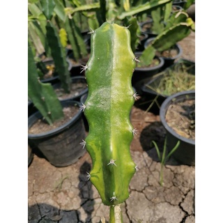 2 -​ ตอสามเหลี่ยม​ด่าง ตัดสด ตรงปก Cactus ตอด่าง สามเหลี่ยมด่าง ตอสามเหลี่ยม ตลาดตอ แคคตัส กระบองเพชร ไม้อวบน้ำ ราคาถูก​