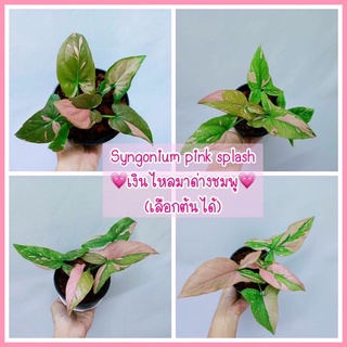 ต้นเงินไหลมาด่างชมพู syngonium pink splash (พิงค์สแปลชช้อคโกแลต)