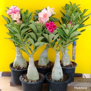 12 เมล็ด เมล็ดพันธุ์ ชวนชม สายพันธุ์ฮอลแลนด์ คละสี Adenium Seeds