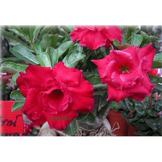 กุหลาบวาเลนไทน์ ต้นชวนชม ดอกซ้อน หลายสายพันธุ์ adenium desert rose plant