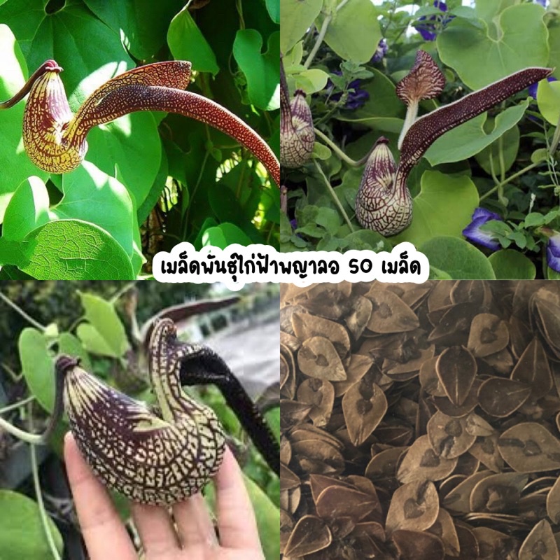 เมล็ดพันธุ์ไก่ฟ้าพญาลอ ไม้มงคล 50 เมล็ด