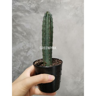 ตอพร้อมกราฟ ตอหนามดำไต้หวัน มีรากแล้ว 6-8นิ้ว กระบองเพชร​ แคคคัส cactus ไม้อวบน้ำ ตอ ตอกราฟ ไม้กราฟ หนามดำ ตอพร้อมกราฟ