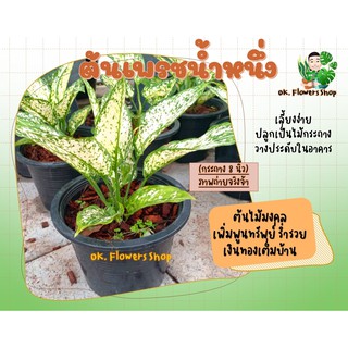 ต้นอโกลนีมา ต้นเพชรน้ำหนึ่ง Aglaonema sp. ‘Phetnamnueng ไม้มงคล์