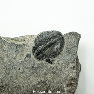 [อายุกว่า 505 ล้านปี!!!] #217 ฟอสซิล ไทรโลไบต์ Elrathia Kingi Trilobite ของแท้ ขนาดเล็ก บน Matrix จาก USA