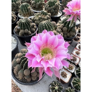 หน่ออิชินอปซิสไฮบริด (10 แถม 1) พิ้งแองเจิ้ล (Echinopsis Hybrid Pink​ Angel)  ดอกสีชมพู