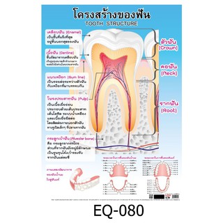 โครงสร้างของฟัน EQ-080 สื่อโปสเตอร์ภาพ กระดาษ หุ้มพลาสติก