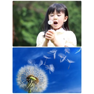 เมล็ดดอก Dandelion จำนวน 10 เมล็ด