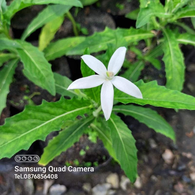 ต้นปีบฝรั่ง  Laurentia longiflora (L.) Peterm.