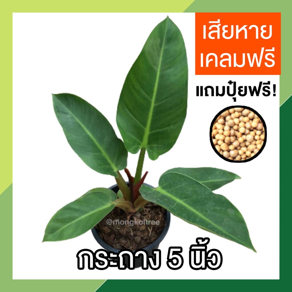 เศรษฐีรวยทรัพย์ ต้นรวยทรัพย์ ในกระถาง 5 นิ้ว (แถมปุ๋ย) ว่านเศรษฐี ต้นไม้มงคล ไม้ประดับ เสริมบารมี เล