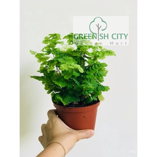 GNC - Adiantum Monocolor Fern Paku Pakis Live Plant Pokok Hiasan Indoor Maidenhair เฟิร์น头饰/通心菜/文胸/木瓜/母婴/向日葵/手链/鲜花/芹菜/内裤