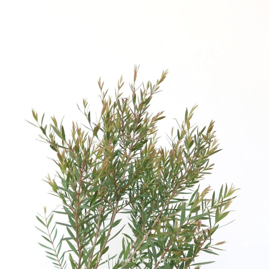 มุมมอง 5