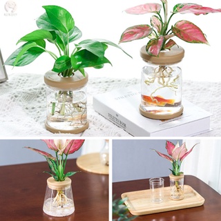 Transparent Hydroponic Flower Pot Imitation Glass Soilless Planting Small Potted Green Plant Resin Pots