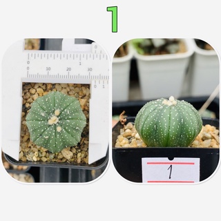 แอสโตร แอสโตรไฟตัม Astrophytum cactus กระบองเพชร แคคตัส จัดส่งแบบล้างราก