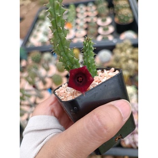 หน่อเด็ดสด เก๋งจีนเด็ดสด เก๋งจีนดอกแดง Huernia Schneideriana ตัด 8-9cm.ขึ้นไป **ขั้นต่ำ50฿คละได้ทั้งร้าน