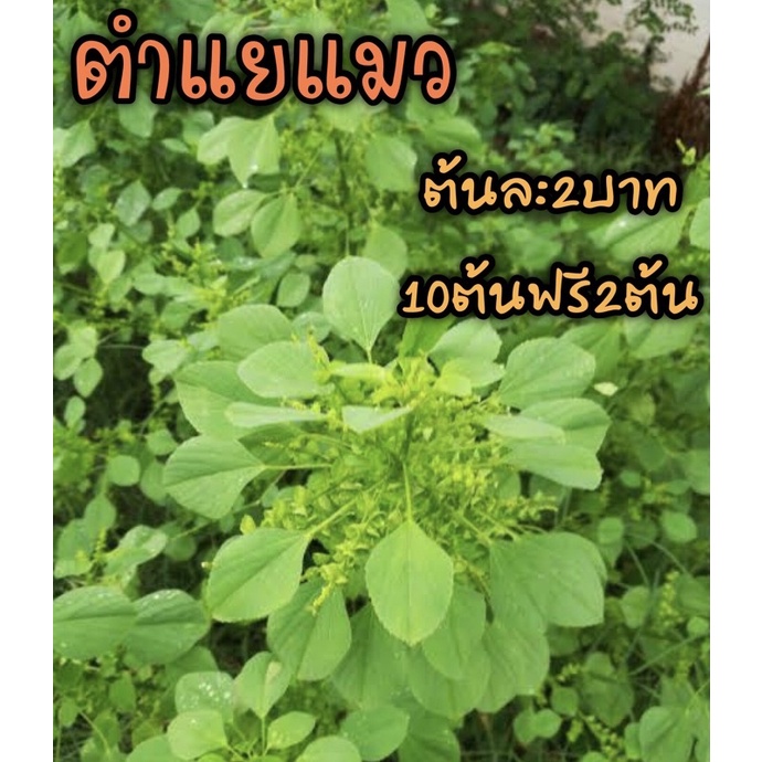 ตำแยแมว หญ้าแมว ซื้อ10แถม2 20แถม5 ขั้นต่ำ10ต้นไม่ใช่แบบปลูก