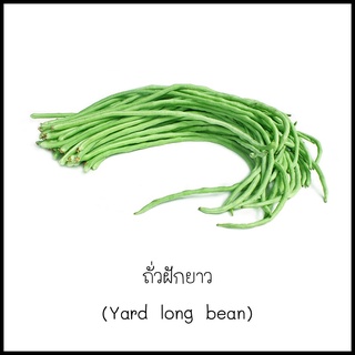 เมล็ดถั่วฝักยาว (Yard long bean) 10 เมล็ด [10 แถม 1 คละได้]