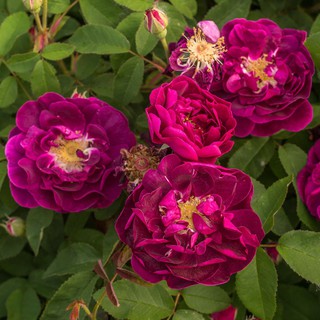 เมล็ดพันธุ์ กุหลาบ Toscani Rose Seeds ดอกใหญ่ ดอกหอม นำเข้าจากต่างประเทศ 30 เมล็ด