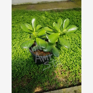 ต้นคลาสซูล่า  ( Crassula Ovata หรือ Jade Plant ) ต้นไม้สวรรค์ หรือต้นใบเงิน