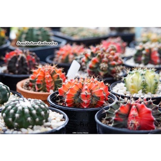 ราคาส่ง ยิมโนคาไลเซียม ไม้เพาะเมล็ด แคคตัส กระบองเพชร Gymnocalycium