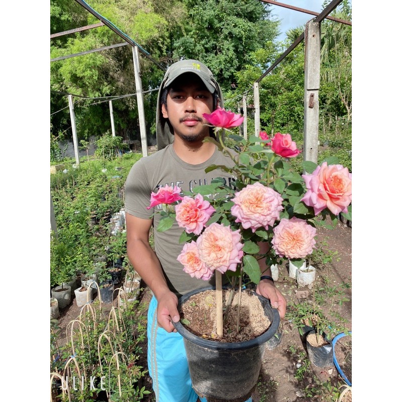 มิยาบิ กุหลาบดอกใหญ่มาก กุหลาบญี่ปุ่นดอกสวยๆ