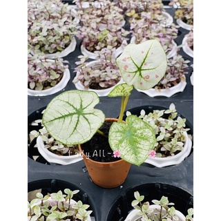 บอนสี สตอเบอร์รีสตาร์ 🌟 Caladium ต้นกล้า กระถาง 2 นิ้ว คัดต้นเเข็งเเรง (2-3ใบ)