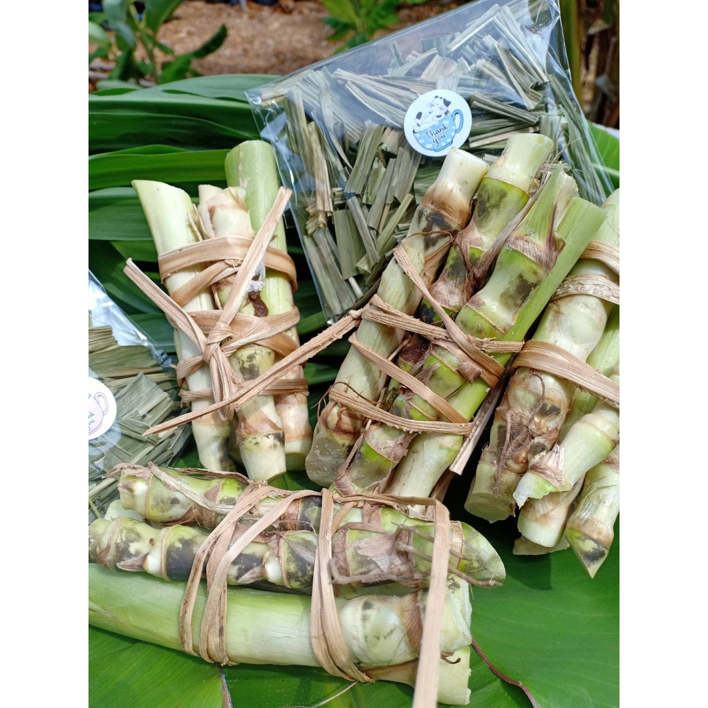 รอบตัดใหม่ปลายเดือนพ.ค.)หญ้าม้า ท่อนพันธุ์ ใบทำคลอโรฟิลล์  Chlorophyll ต้นหญ้าม้า horse grass ปลูกได้ทุกสภาพดิน