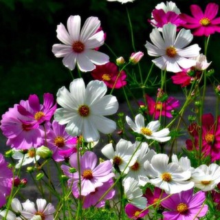 เมล็ดพันธุ์ ดาวกระจายคละสี ดอกคอสมอส (Mixed Cosmos Flower Seed) 100 เมล็ด คุณภาพดี ราคาถูก