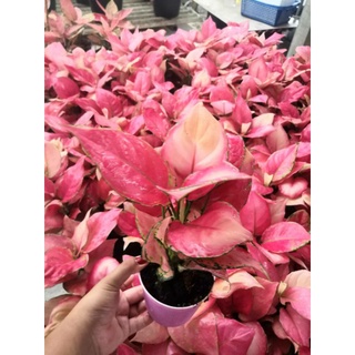 อโกนีม่า#ลักกี้พิงค์#Aglaonema Super pink Lucky