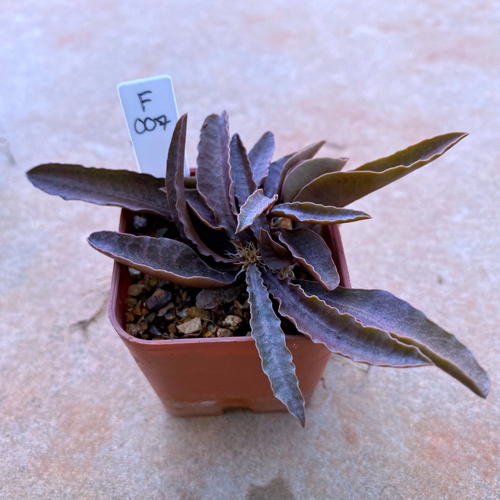Euphorbia crassicaulis v.rubrifolia ฟรองซัว F007