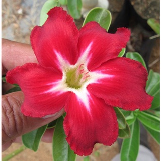 12 เมล็ด เมล็ดพันธุ์ ชวนชม สายพันธุ์ไต้หวัน ดอกชั้นเดียว Adenium Seeds