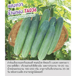 เมล็ดพันธุ์ แตงกวา ร้านทอง แตงร้าน-Cucumber Hybrid Ran Thong ตราดอกแตง เมล็ดพันธุ์ เมล็ดผัก คุณภาพดี