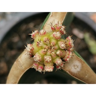 03- โมโมทาโร่ ไม้กราฟ 1 ต้น momotaro Cactus แคคตัส กระบองเพชร ไม้อวบน้ำ ไม้กราฟ​​ Gymnocalycium​ ยิมโน ราคาถูก ไม้ด่าง