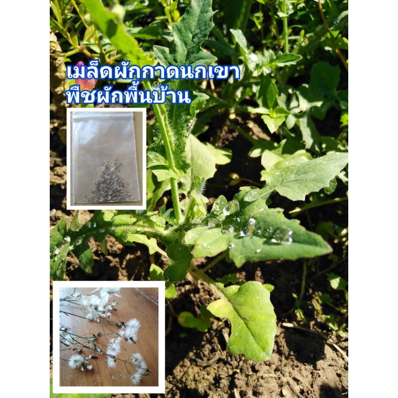 300 เมล็ด ผักกาดนกเขา Gynura pseudochina DC พืชผักสมุนไพรพื้นบ้าน