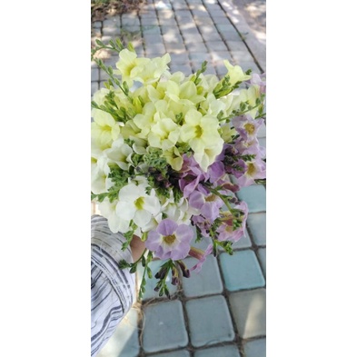 อ่อมแช่บตัวเมีย เบญจรงค์​5​สี คละสี1ชุด​50กิ่ง100บาท(สำหรับปลูก)