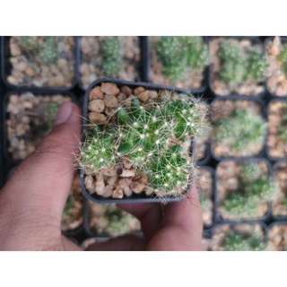 แมม ฟองสบู่ Mammillaria Golden Navajo cactus🪴🌟🪴🌟🪴🌟