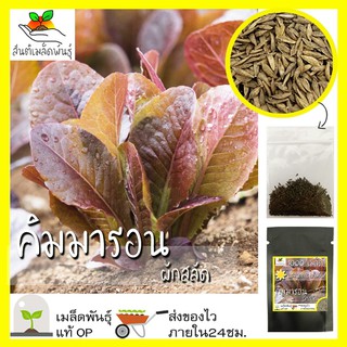เมล็ดพันธุ์ ผักสลัดคิมมารอน 1000เมล็ด Cimmaron Romaine Lettuce Seedเมล็ดพันธุ์แท้100%นำเข้าจากต่างประเทศ ปลูกผัก สวนครัว