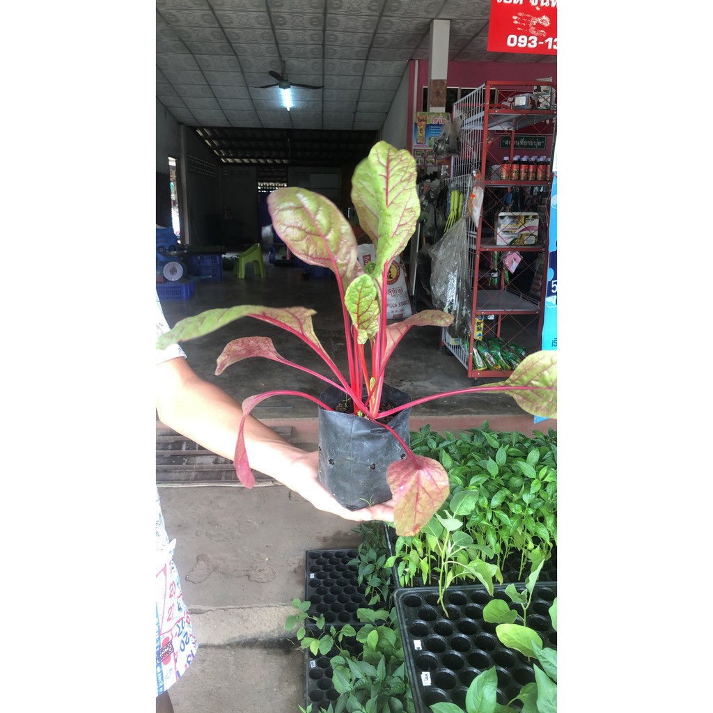 ต้นสวิสชาร์ดเรนโบว์ Swiss Chard plant พร้อมปลูก ในถุงดำ 29 บาท