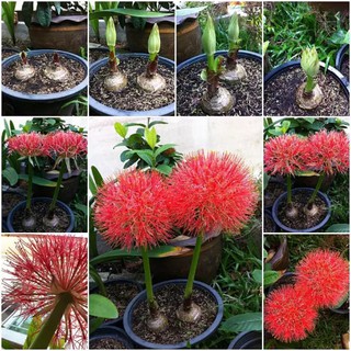 Haemanthus Multiflorus Blood Lily ว่านแสงอาทิตย์ 2 หัว/ชุด