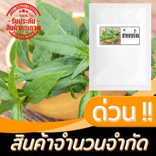 เมล็ดพันธุ์ต้นฟ้าทะลายโจรน่าปลูกช่วงนี้ 200 เมล็ด