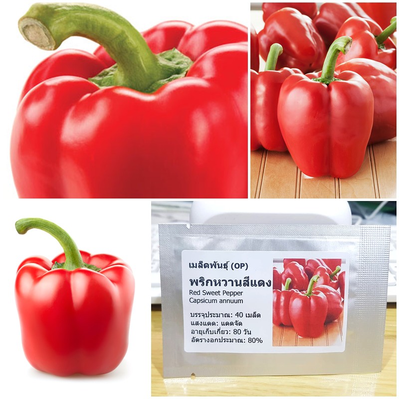 เมล็ดพันธุ์ พริกหวานสีแดง (Red Sweet Pepper Seed) บรรจุ 30 เมล็ด คุณภาพดี ราคาถูก ของแท้ 100%