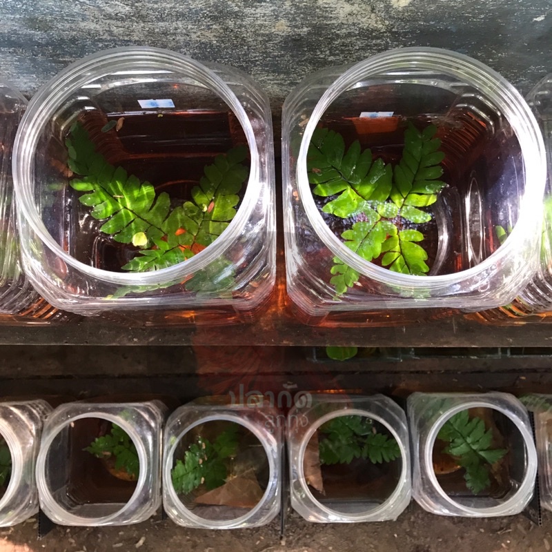 เฟิร์นก้านดำ เฟิน สำหรับเลี้ยงปลากัด - รูปที่ 2