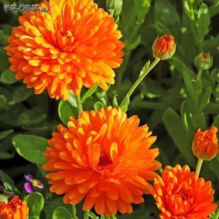 เมล็ดพันธุ์ คาเลนดูล่า หรือ ดาวเรืองหม้อ ( Calendula Seed ) บรรจุ 40 และ 100 เมล็ดดอกไม้กินได้