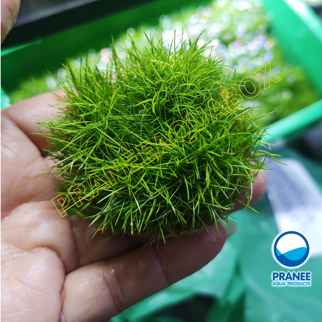หญ้าแฮร์กลาส มินิ​ Hairgrass mini (เนื้อเยื่อ) ​ต้นไม้น้ำ ต้นไม้น้ำใส่ตู้ปลา ***กรุณาอ่านรายละเอียดก่อนสั่งซื้อ***
