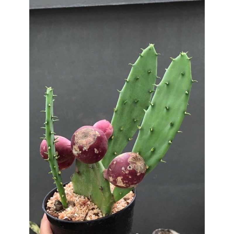 2 แถม 1 โอพันเทีย สตริคต้า Opuntia Stricta กระบองเพชรทานผล ทานใบ กระบองเพชรกินได้