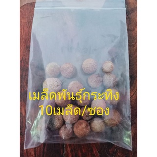 กระทิง(สารภีทะเล)(20เมล็ด/ซอง/99บาท)